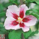 Hibiscus syriacus ‘Hamabo’