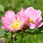 Rose ‘Oxfordshire’ (Groundcover Rose)
