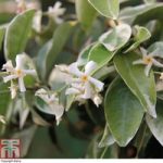 Trachelospermum jasminoides ‘Variegatum’