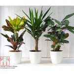 Green Houseplants Trio (House Plant)