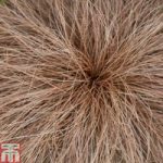 Carex comans ‘Bronze Perfection’