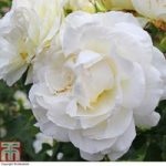 Rose ‘Albéric Barbier’ (Rambling Rose)