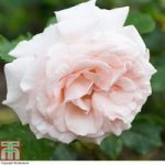 Rosa ‘Madame Alfred Carriere’ (Climbing Rose)