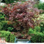Acer palmatum ‘Atropurpureum’