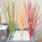 Acer Vibrant Winter Stem Collection