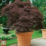 Acer palmatum ‘Garnet’