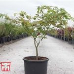 Acer japonicum ‘Aconitifolium’