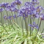 Agapanthus Gold Strike 1 Plant in 27cm Pre-planted Container