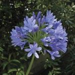 Agapanthus Blue 5 Bulbs