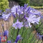 Agapanthus ‘Dr. Brouwer’
