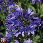 Agapanthus ‘Ever Sapphire’