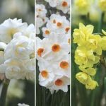 Tazetta Daffodils 30 Bulbs