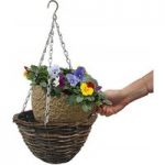 2 Pansy Cascadia XL Hanging Basket Autumn Inserts Rattan