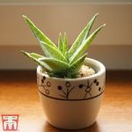 Aloe vera (House Plant)