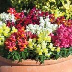Antirrhinum Rainbow 6x9cm Pot Plants