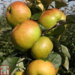 Apple ‘Bramley 20’ (M27 Rootstock)