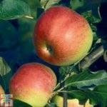 Apple ‘Jumbo’ (M27 Rootstock)