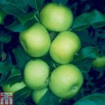 Apple ‘Limelight’ (M27 Rootstock)