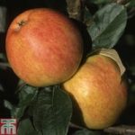 Apple ‘Bardsey Island’ (MM106 Rootstock)