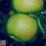 Apple ‘Blenheim Orange’ (MM106 Rootstock)