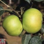 Apple ‘Bountiful’ (M26 Rootstock)