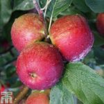 Apple ‘Core Blimey’ (M9 Rootstock)