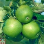Apple ‘Granny Smith’ (MM106 Rootstock)