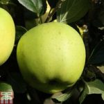 Apple ‘Greensleeves’ (M26 Rootstock)