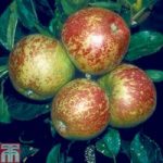Apple ‘Kidd’s Orange Red’ (MM106 Rootstock)