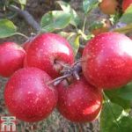 Apple ‘Little Pax’ (MM106 Rootstock)