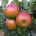 Apple ‘Lord Lambourne’ (MM106 Rootstock)