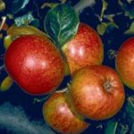 Apple ‘Newton Wonder’ (MM106 Rootstock)