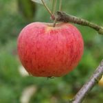 Apple ‘Paradice Gold’ (MM106 Rootstock)