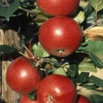 Apple ‘Red Devil’ (MM106 Rootstock)