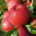 Apple ‘Red Windsor’ (MM106 Rootstock)