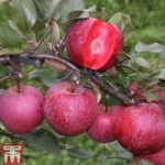 Apple ‘Tickled Pink’ (MM106 Rootstock)