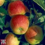 Apple ‘Winter Gem’ (M9 Rootstock)
