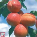 Apricot ‘Tomcot’
