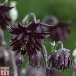 Aquilegia vulgaris var. stellata ‘Black Barlow’
