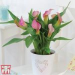 Arum Lily (Pink) (House Plant)