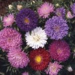 Aster Asteroid Mix 24 Large Plants
