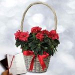 Red Azalea in Willow Basket plus a Letts pocket Diary