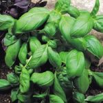 Basil ‘Sweet Green’ (Start-A-Garden Range)