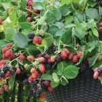 Blackberries Rubus Black Cascade 1 Plant 9cm Pot