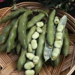 Broad Bean ‘The Sutton’ (Start-A-Garden Range)