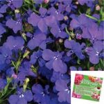 70 Lobelia Royal Blue Plants with 2 Sachets of Accelerata