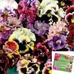 140 Pansy Can Can Plants with 2 Sachets of Accelerata