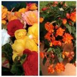 Begonia Destiny and Begonia Apricot Sparkle (Trailing) 340 Small Plugs