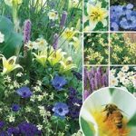 Happy Bee Summer Collection 25 Bulbs