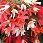 Begonia Stars 70 Medium Plug Plants